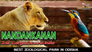 Read more about the article Nandankanan is recognized as the finest zoological park in Odisha and the second largest in India